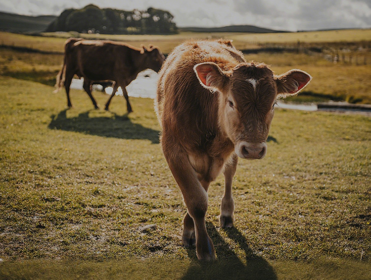 来自欧洲的牛皮